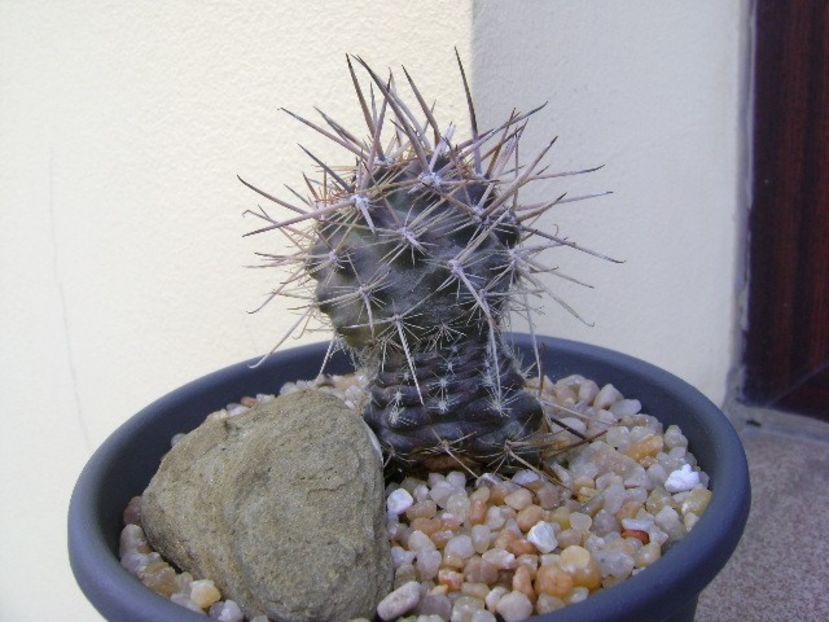 Austrocactus patagonicus - Cactusi 2019