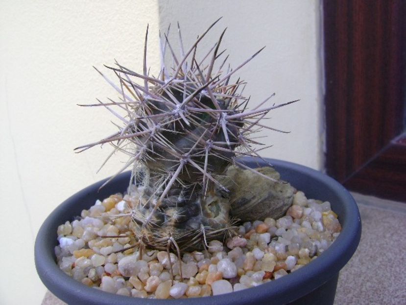 Austrocactus patagonicus - Cactusi 2019