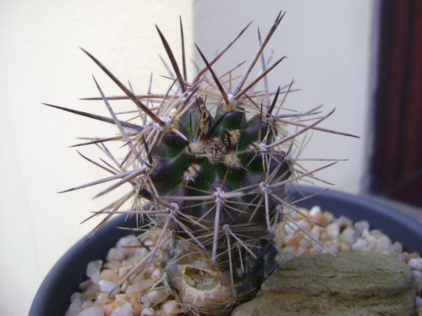 Austrocactus patagonicus - Cactusi 2019