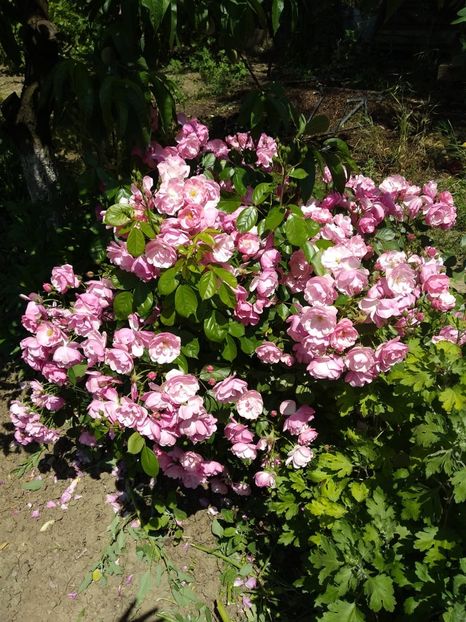 IMG-20190525-WA0017 - Trandafiri 2019