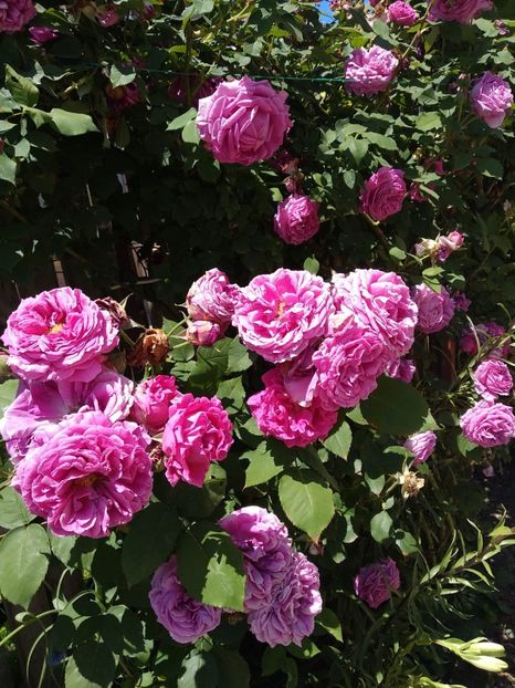 IMG-20190525-WA0007 - Trandafiri 2019