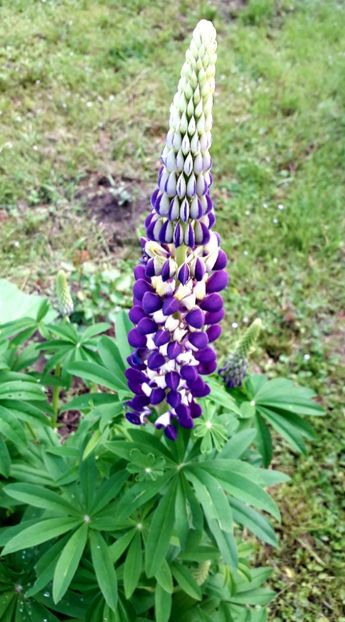  - AAAAA_LUPIN 2015_2017_2018_2019_2020