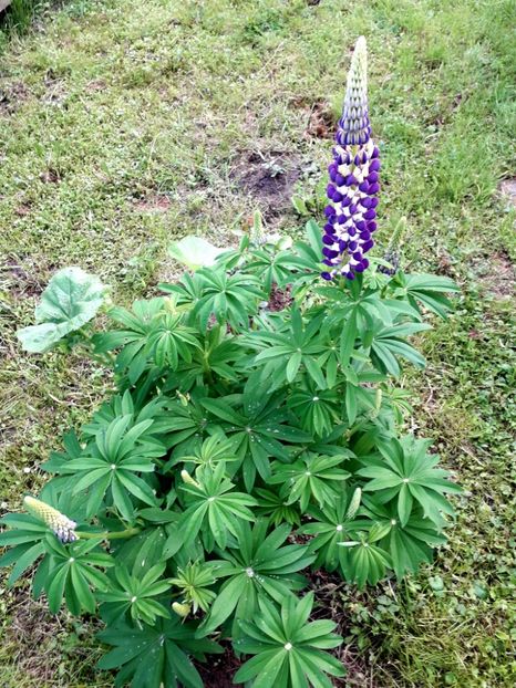  - AAAAA_LUPIN 2015_2017_2018_2019_2020