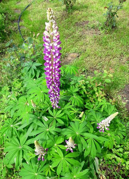  - AAAAA_LUPIN 2015_2017_2018_2019_2020