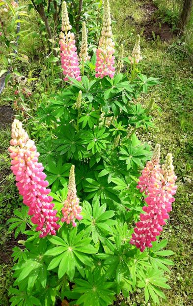  - AAAAA_LUPIN 2015_2017_2018_2019_2020