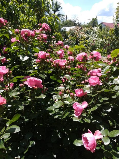 IMG-20190525-WA0012 - Trandafiri 2019