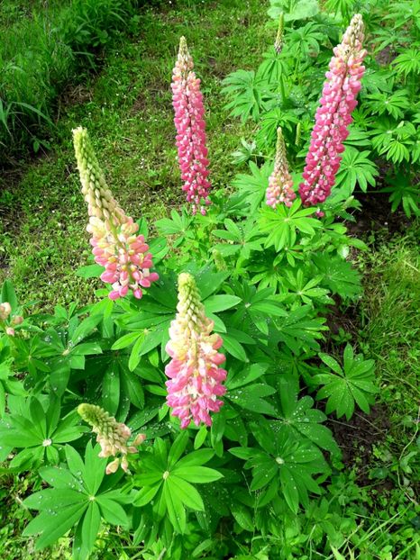  - AAAAA_LUPIN 2015_2017_2018_2019_2020