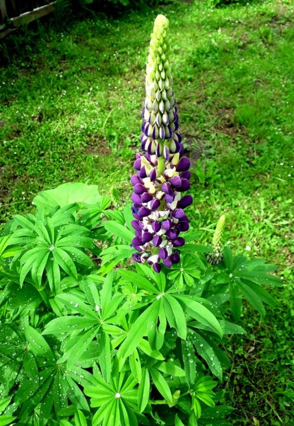  - AAAAA_LUPIN 2015_2017_2018_2019_2020