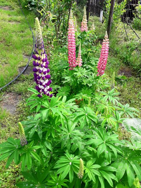  - AAAAA_LUPIN 2015_2017_2018_2019_2020