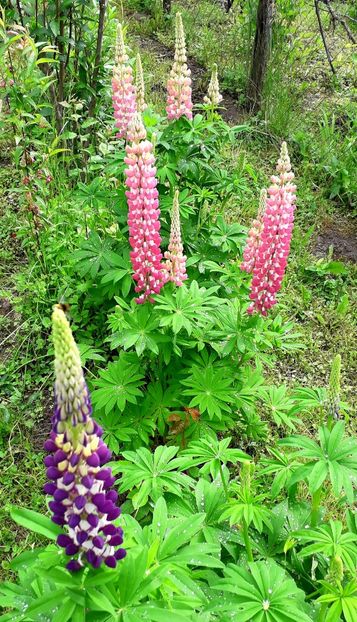  - AAAAA_LUPIN 2015_2017_2018_2019_2020