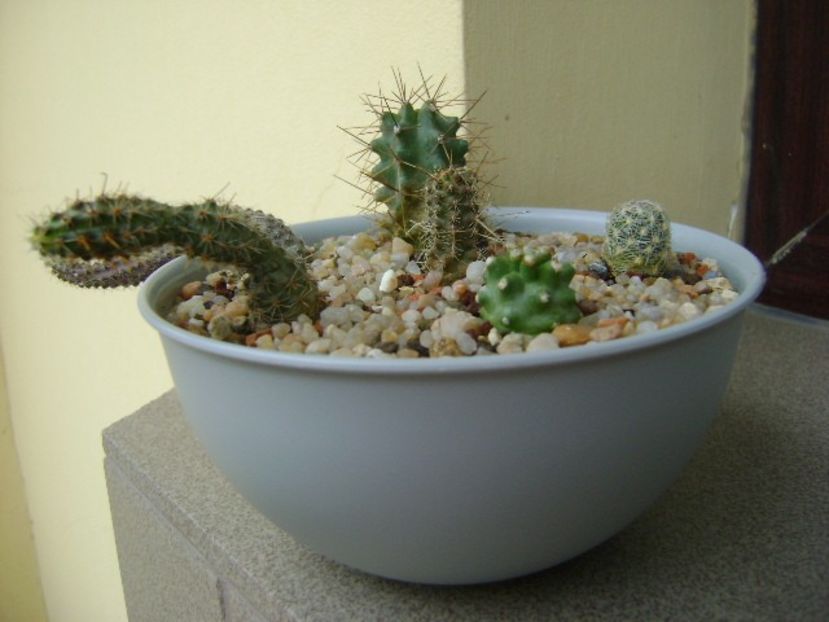 Austrocactus, Escobaria, Echinocereus - Cactusi 2019