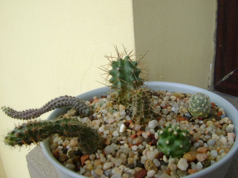 Austrocactus, Escobaria, Echinocereus - Cactusi 2019