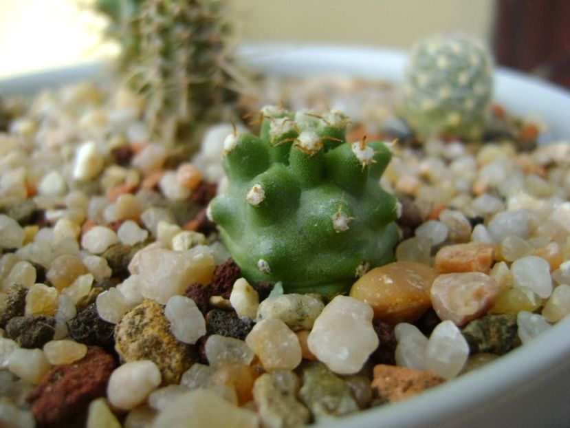 Echinocereus triglochidiatus v. mojavensis inermis - Cactusi 2019