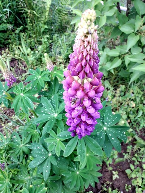  - AAAAA_LUPIN 2015_2017_2018_2019_2020
