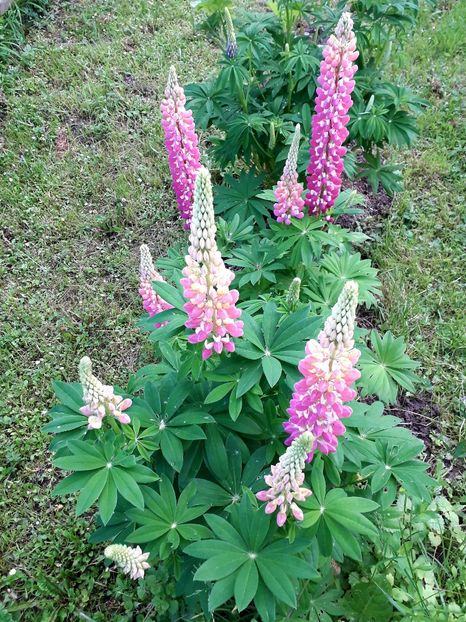  - AAAAA_LUPIN 2015_2017_2018_2019_2020