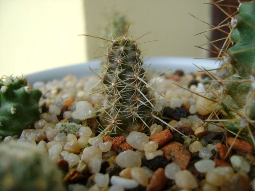 Austrocactus gracilis (Bertinii) - Cactusi 2019