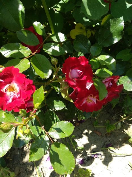 IMG-20190525-WA0021 - Trandafiri 2019