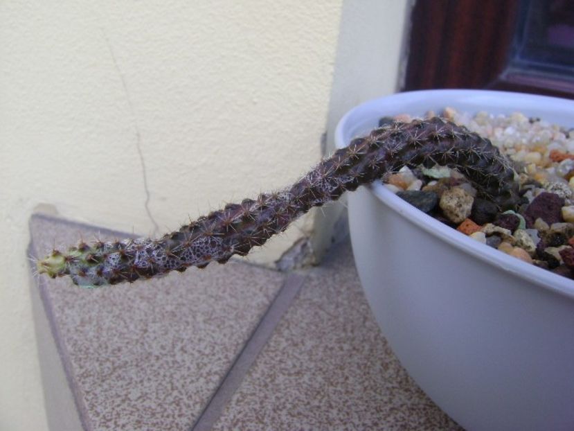 Austrocactus hibernus (Philippii) - Cactusi 2019
