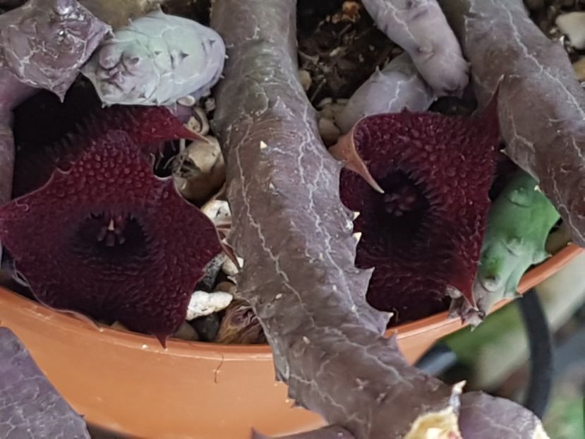 Huernia pendula-infloreste aproape non-stop. - Stapeliade 2018-2021-2022-2024-2025