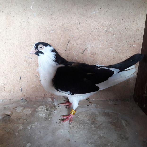  - Jucători de galați