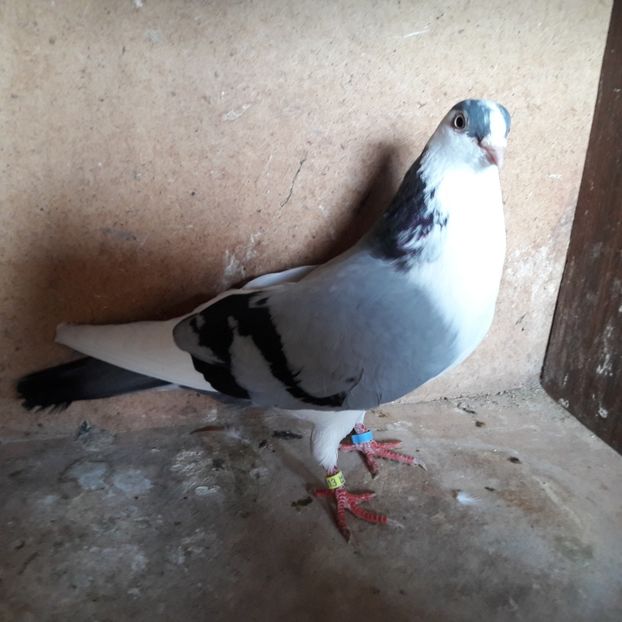  - Jucători de galați