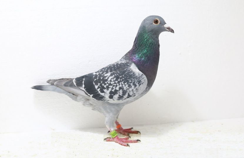 220070-2018 - PORUMBEI