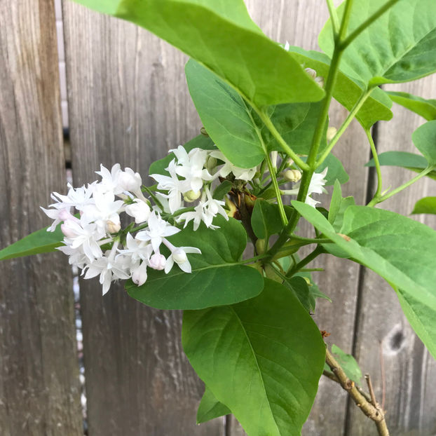  - Jurnalul gradinii 2019