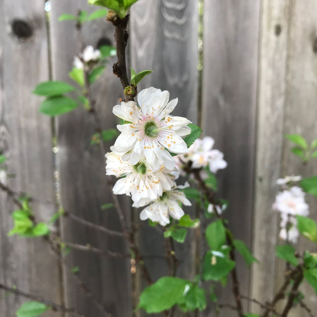  - Jurnalul gradinii 2019