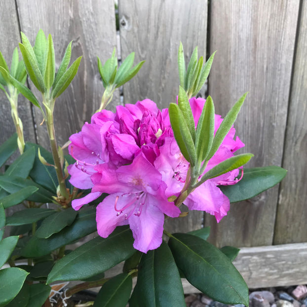  - Jurnalul gradinii 2019