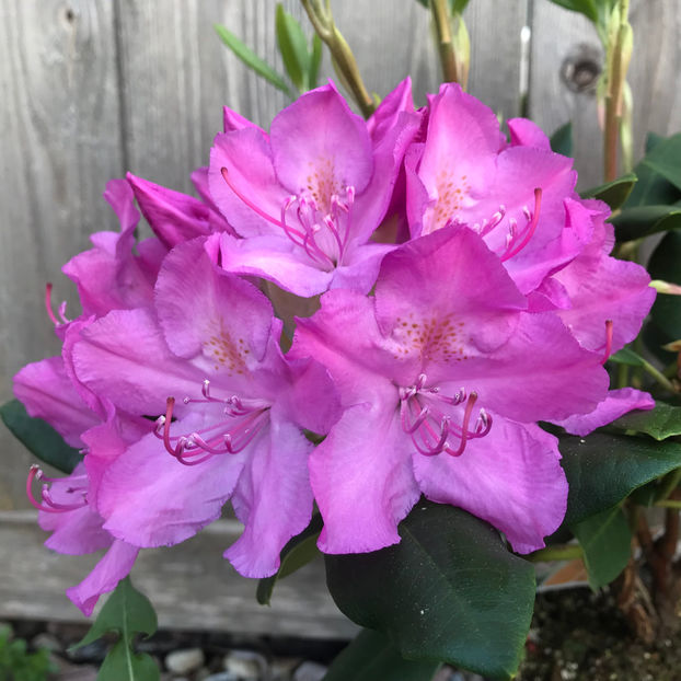  - Jurnalul gradinii 2019