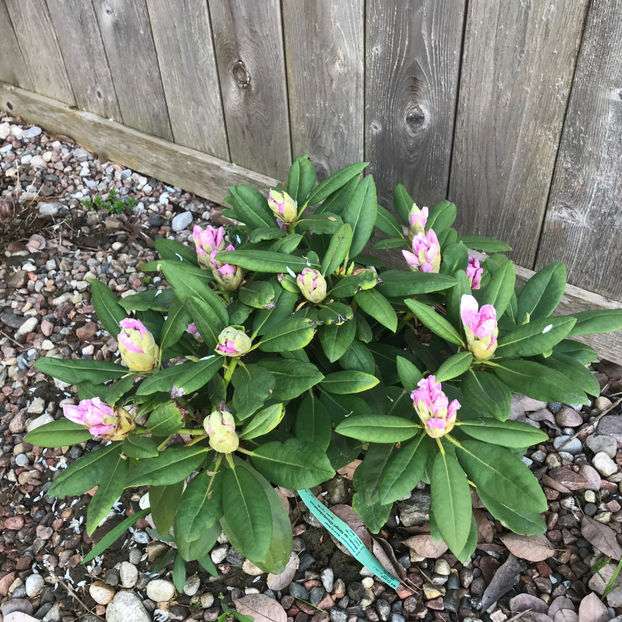  - Jurnalul gradinii 2019