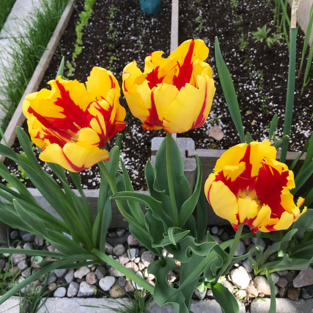  - Jurnalul gradinii 2019