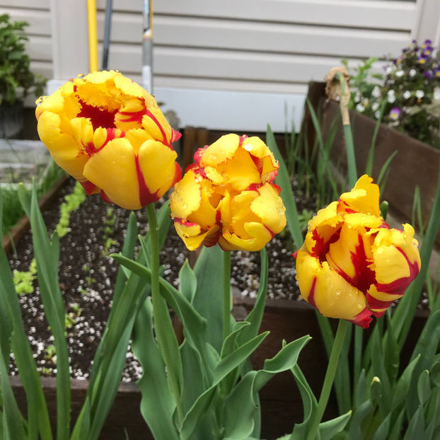  - Jurnalul gradinii 2019