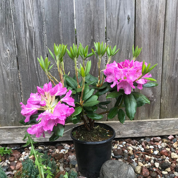  - Jurnalul gradinii 2019