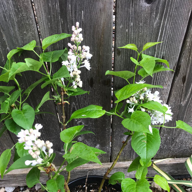  - Jurnalul gradinii 2019