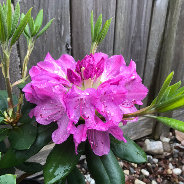  - Jurnalul gradinii 2019