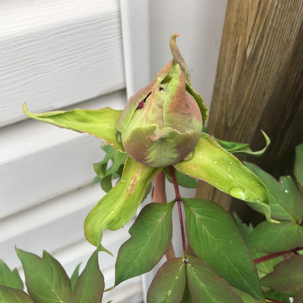  - Jurnalul gradinii 2019