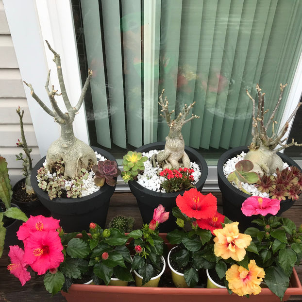  - Jurnalul gradinii 2019