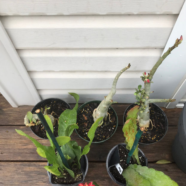  - Jurnalul gradinii 2019