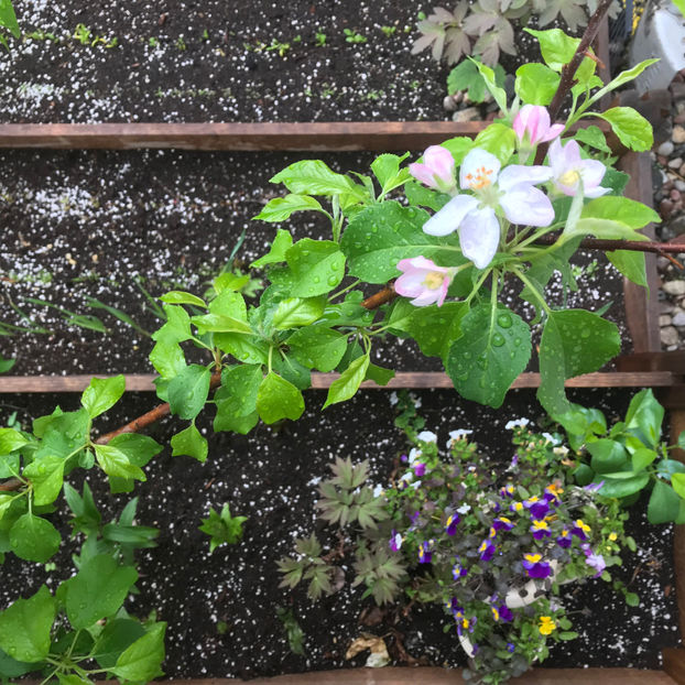  - Jurnalul gradinii 2019