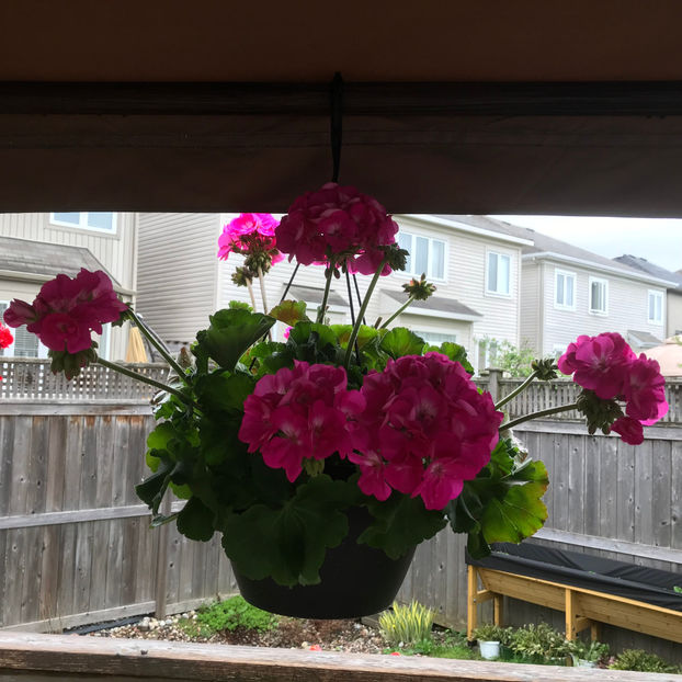  - Jurnalul gradinii 2019