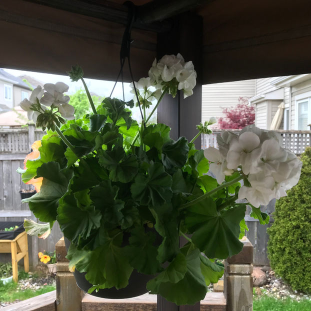  - Jurnalul gradinii 2019