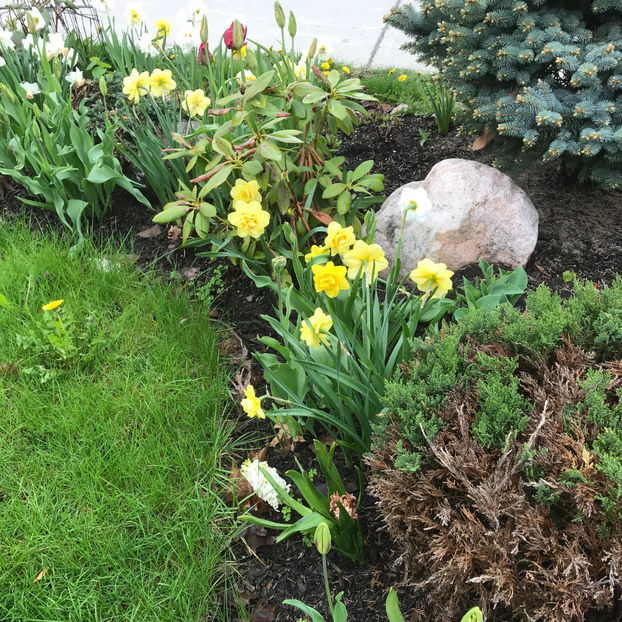  - Jurnalul gradinii 2019