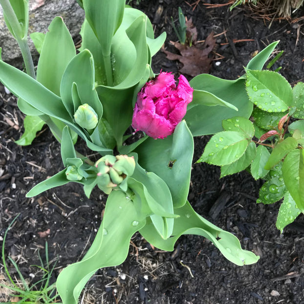  - Jurnalul gradinii 2019