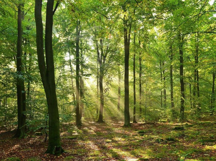 Montaj fototapet Bucuresti, ablo.ro (156) - Fototapet poze mari pentru printat ablo ro Partea I