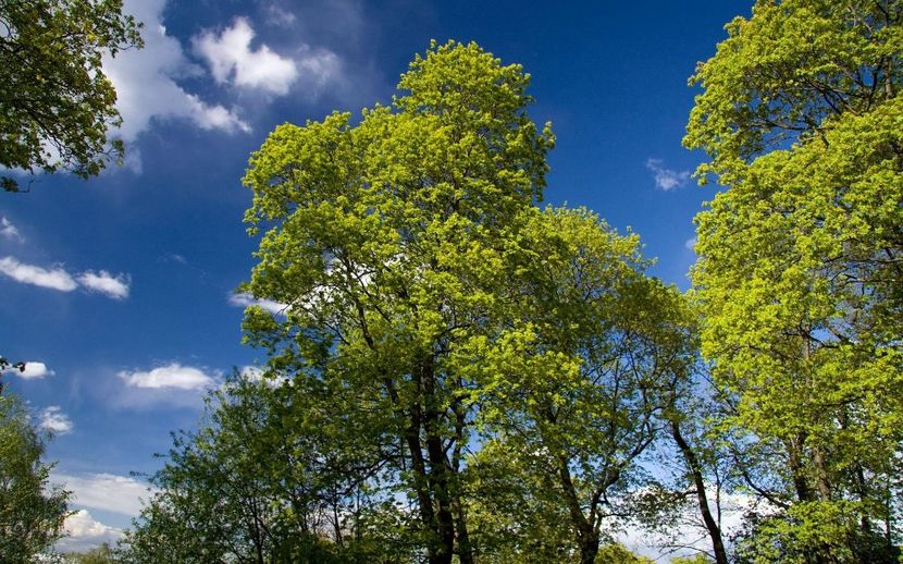 Montaj fototapet Bucuresti, ablo.ro (295) - Fototapet poze mari pentru printat ablo ro Partea I