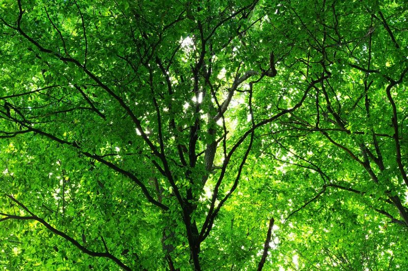 Montaj fototapet Bucuresti, ablo.ro (371) - Fototapet poze mari pentru printat ablo ro Partea I