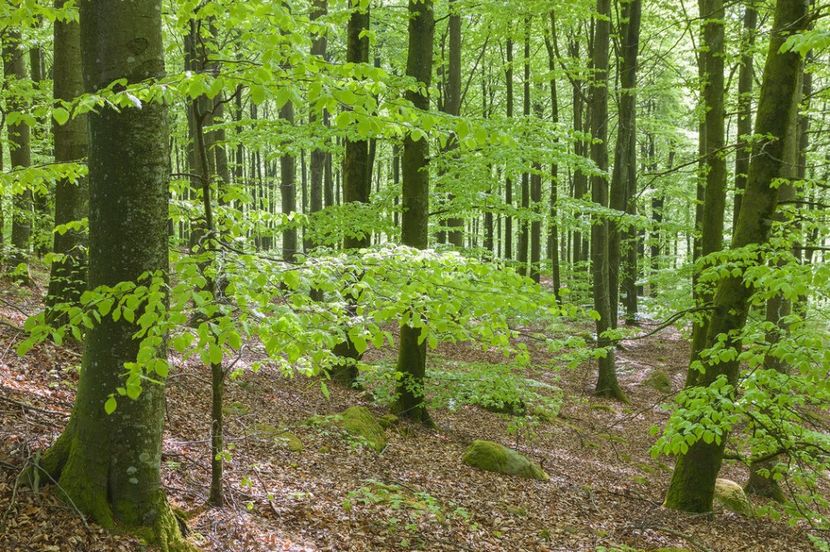 Montaj fototapet Bucuresti, ablo.ro (388) - Fototapet poze mari pentru printat ablo ro Partea I