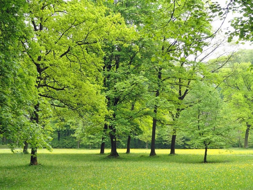 Montaj fototapet Bucuresti, ablo.ro (400) - Fototapet poze mari pentru printat ablo ro Partea I