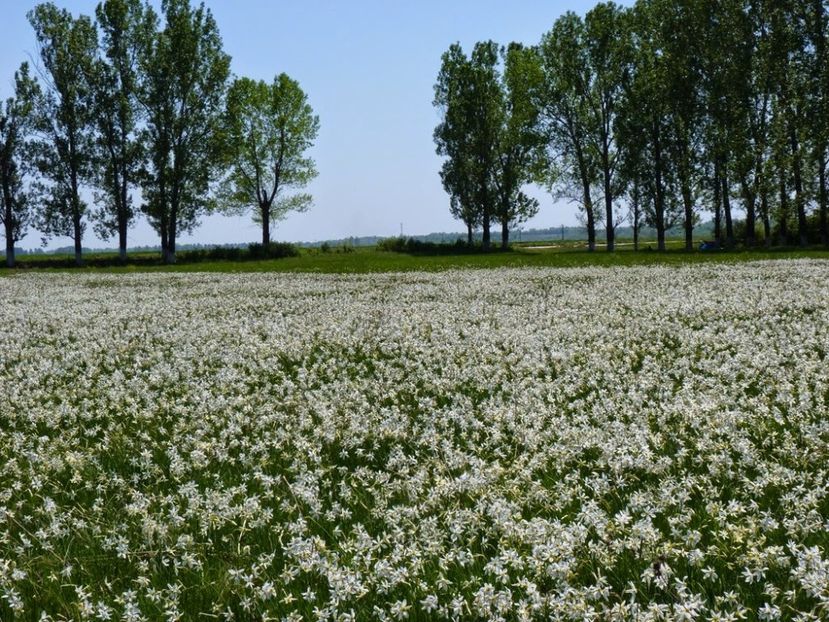 Montaj fototapet Bucuresti, ablo.ro (434) - Fototapet poze mari pentru printat ablo ro Partea I